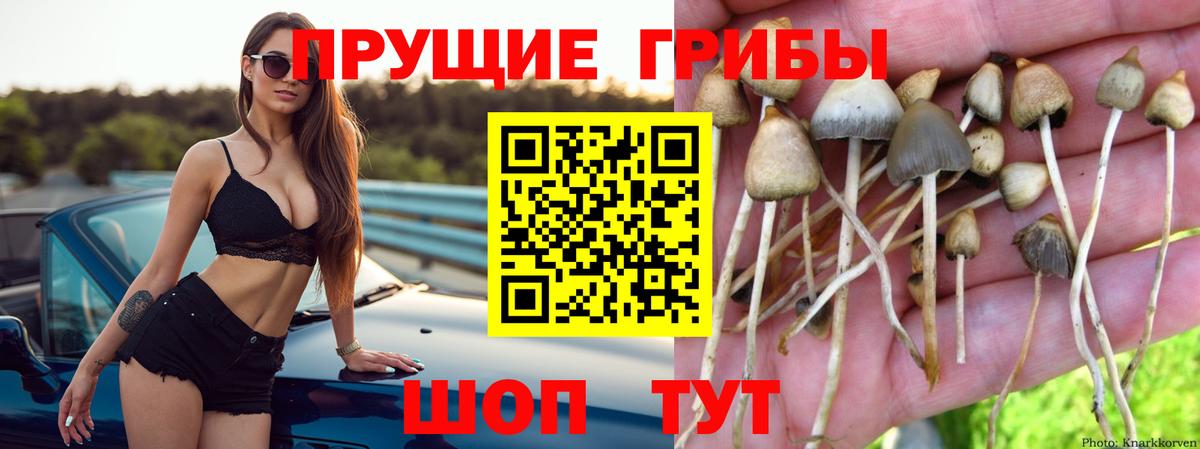 Галлюциногенные грибы Psilocybine cubensis Иваново